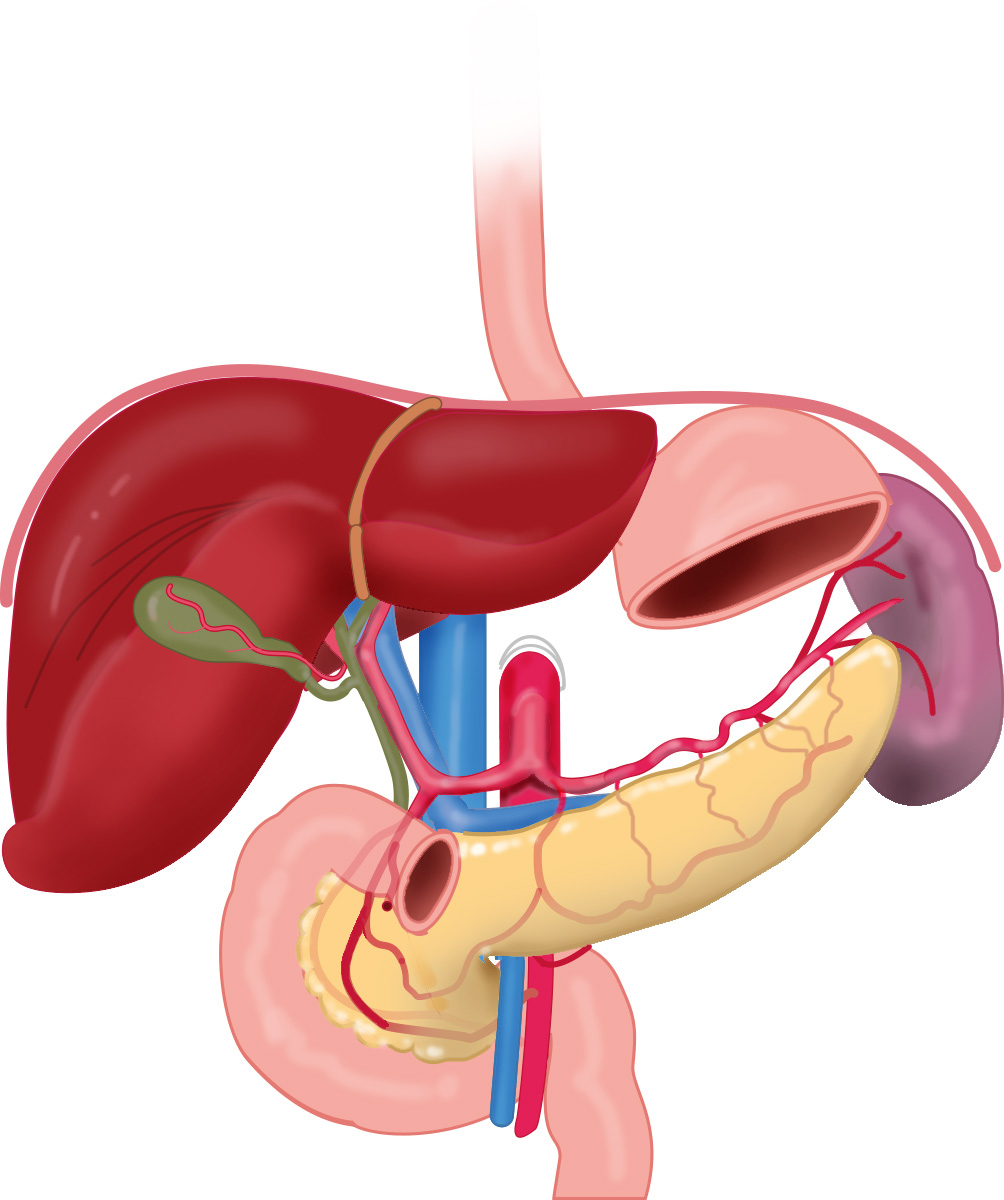 Leiden Drawing Arteries Of Pancreas Duodenum Liver And Spleen Anatomytool